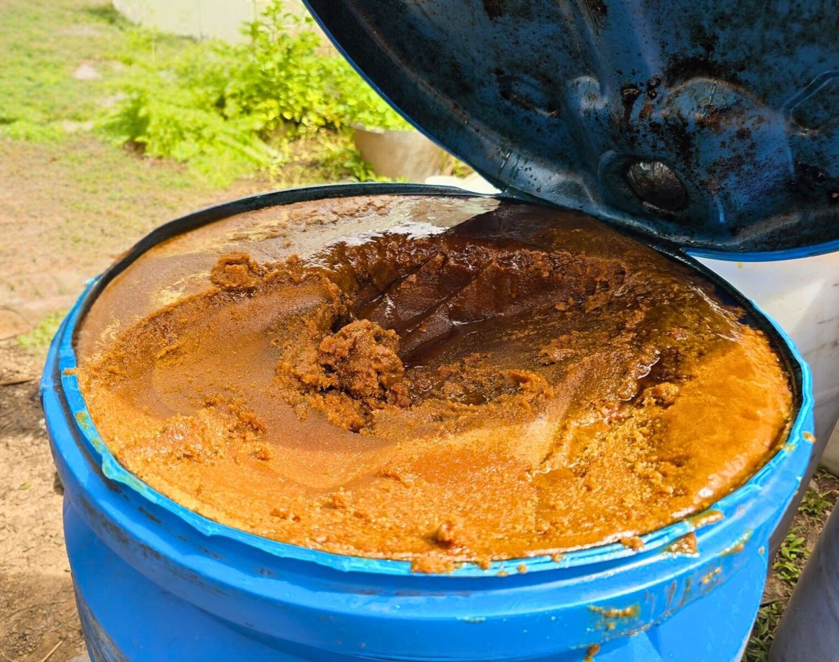 Authentic Miskito raw batana oil — rich amber concentrate from La Mosquitia, Honduras