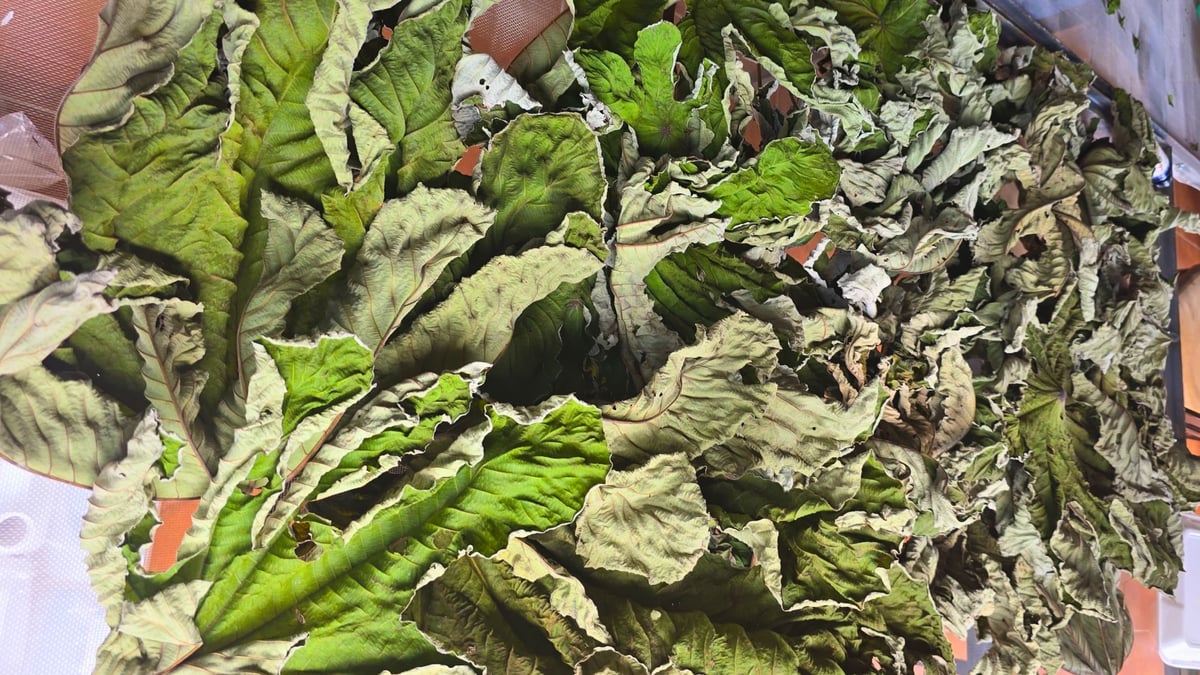 Guarumo leaves being shade-dried in Olancho, Honduras — traditional wildcrafted herb processing