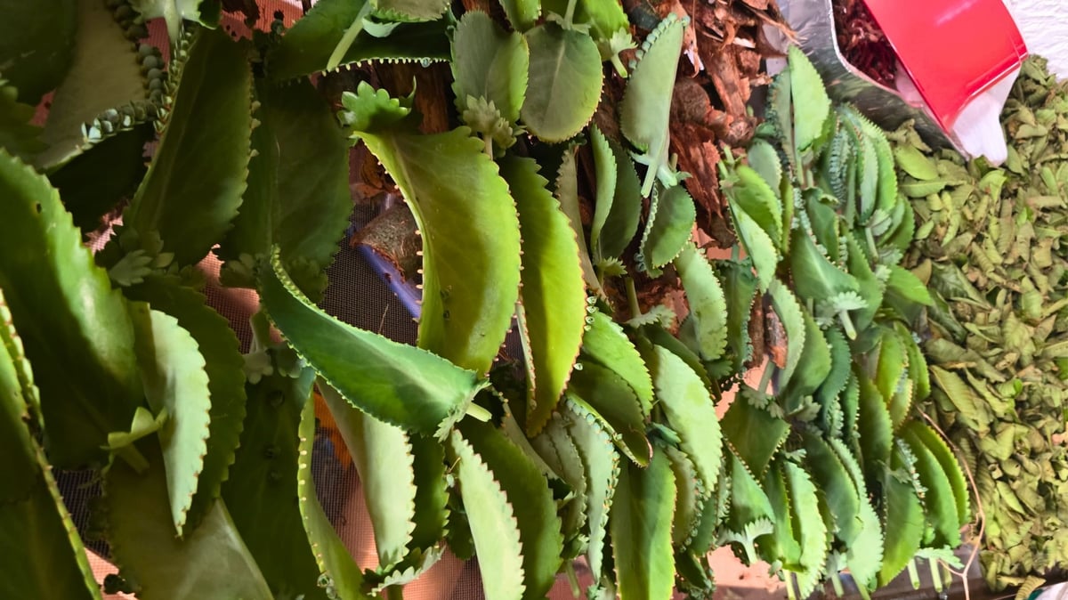 Kalanchoe leaves fully shade-dried and preserved — Forestal MT traditional herbs processing