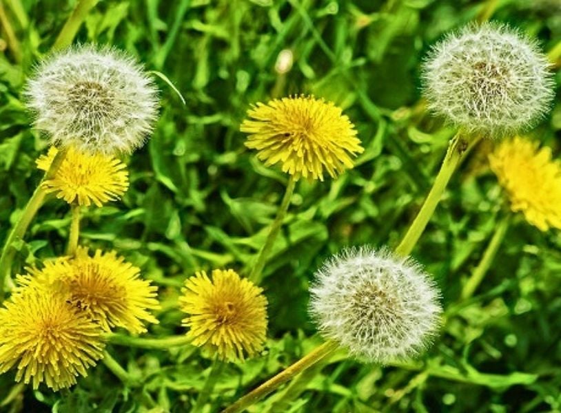 Wild dandelion growing free in the Honduran landscape — representative of wildcrafted botanical diversity