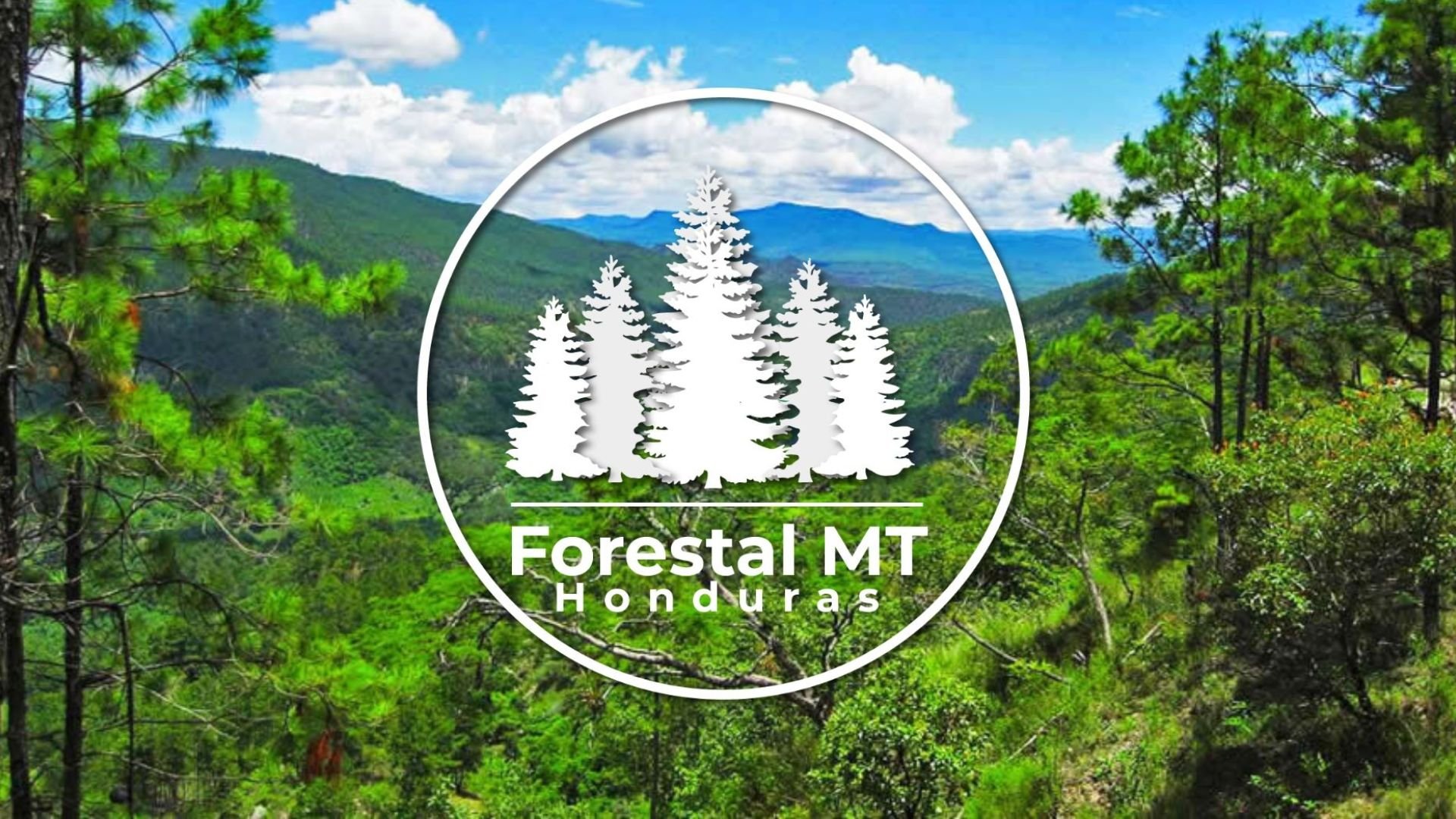 Forestal MT team ready to assist with wholesale inquiries, customer support, and partnership opportunities