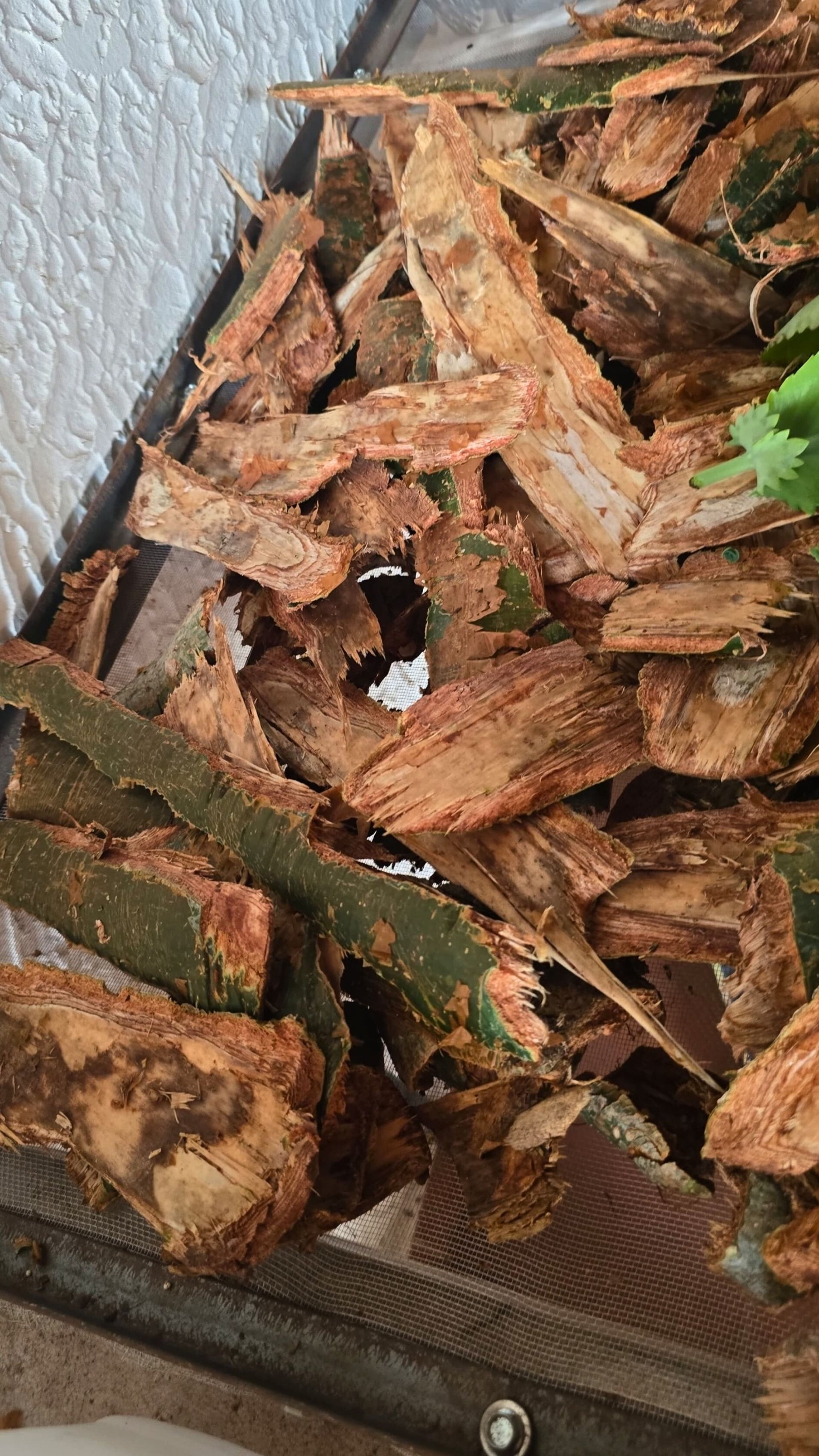 Gumbo Limbo bark — corteza de Palo Mulato — wildcrafted bark from Olancho, Honduras