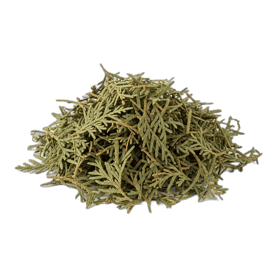Thuja — Cedar Leaves