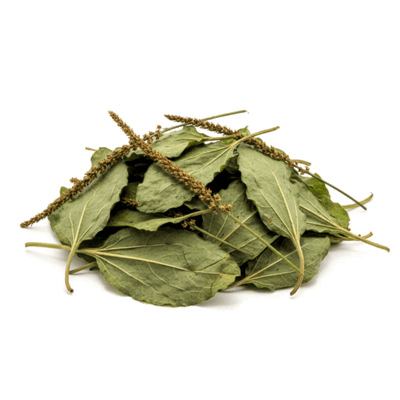 Plantain Leaf - Forestal MT product image