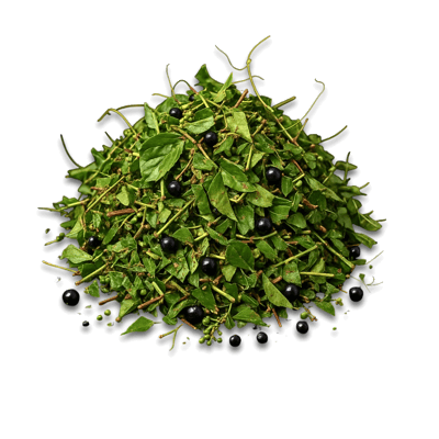 Possum Grape - Cissus - Forestal MT product image