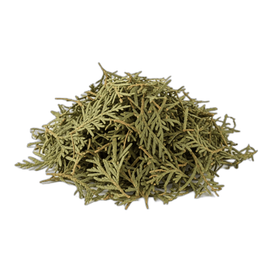 Thuja - Cedar Leaves - Forestal MT product image