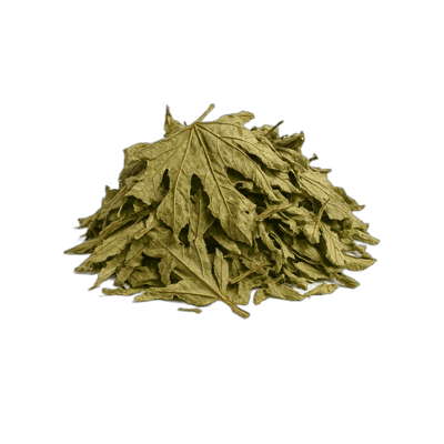 Trumpet Tree Leaves - Forestal MT product image