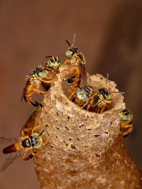 Traditional log hive of Tetragonisca angustula stingless bees in Honduran forest