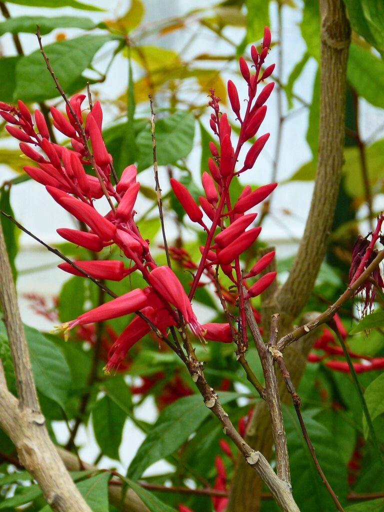 Quassia Hombre Grande tree in full flourish in Honduran forest — wildcrafted botanical used in traditional herbalism
