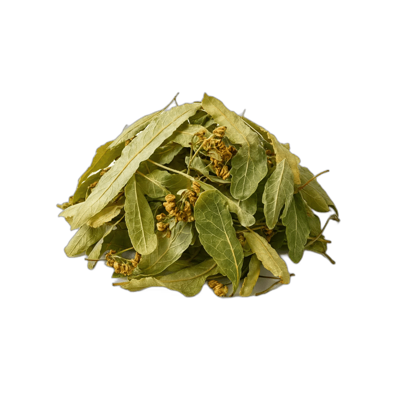 Linden - Tilia - Forestal MT product image