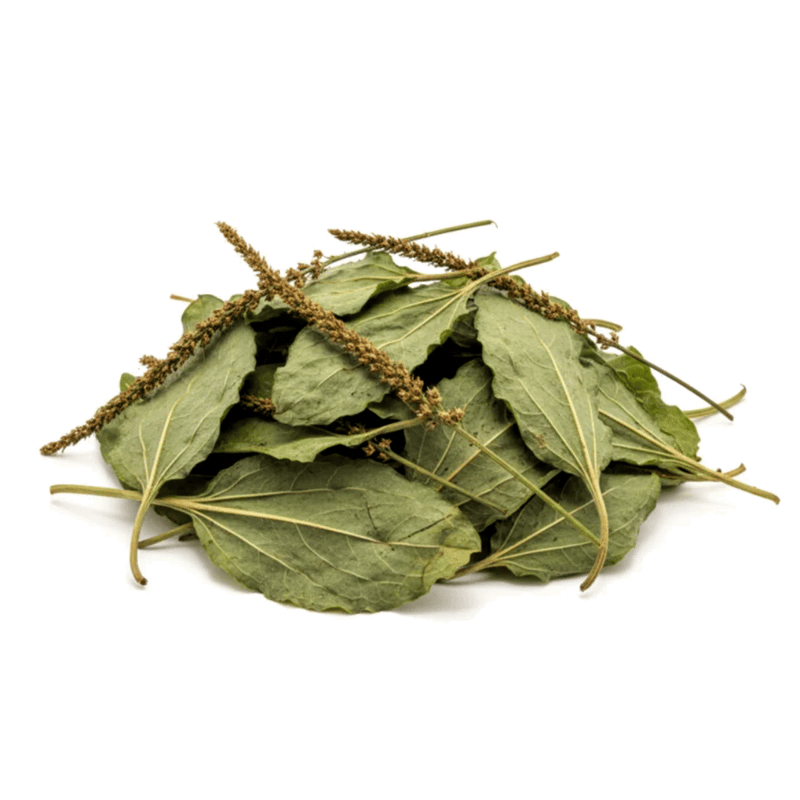 Plantain Leaf - Forestal MT product image