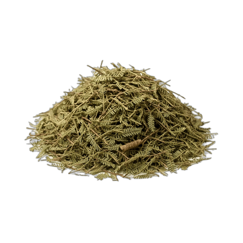 Sensitive Plant - Forestal MT product image