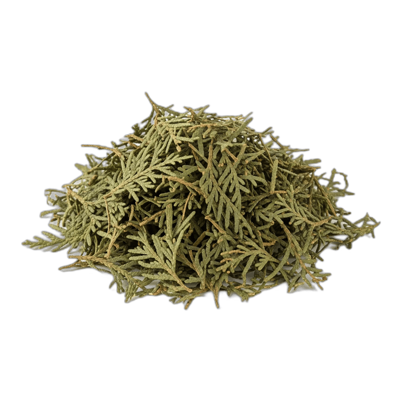 Thuja - Cedar Leaves - Forestal MT product image