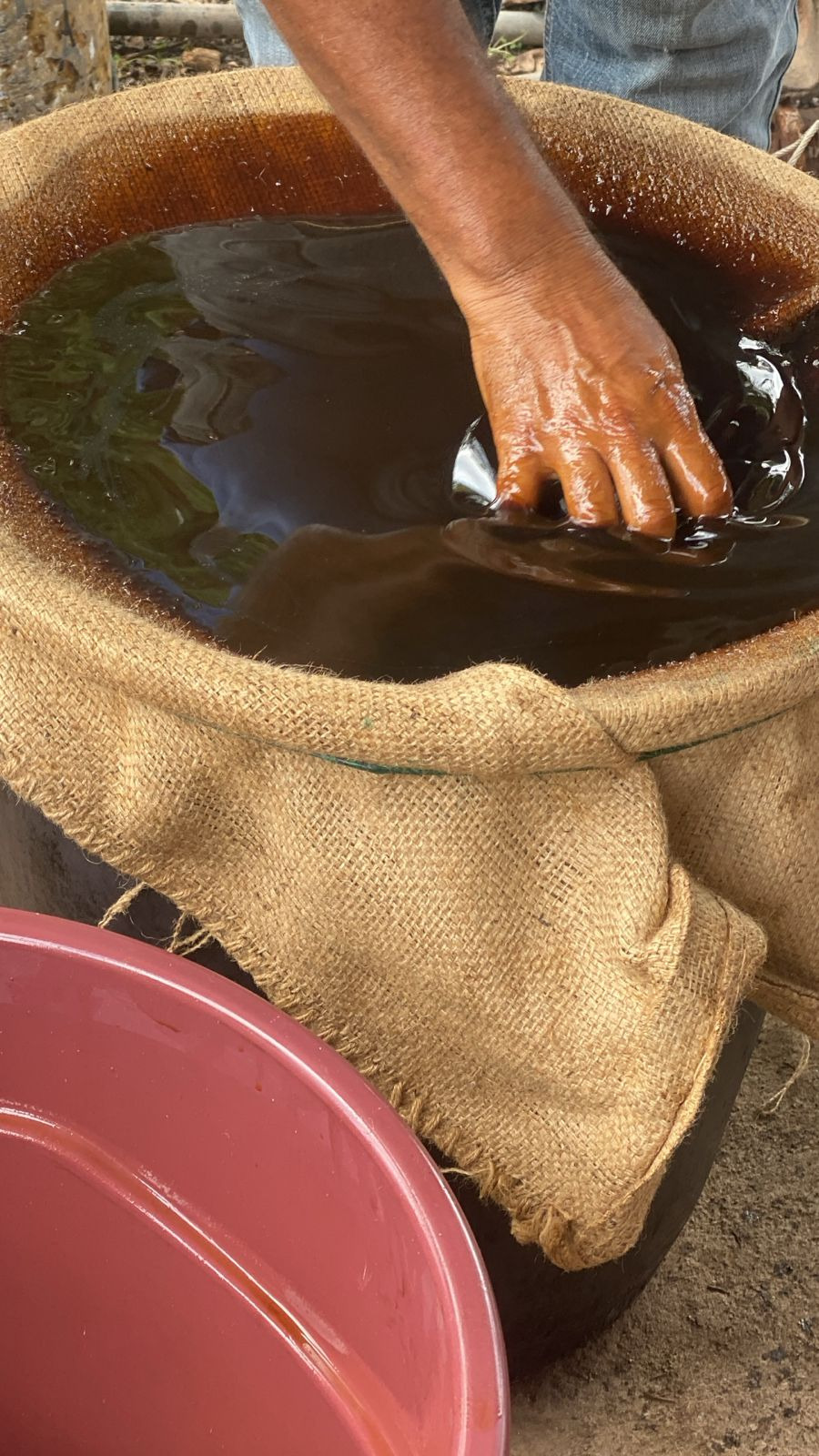 Hand plunged into dark batana oil in a burlap-lined barrel — traditional Miskito processing